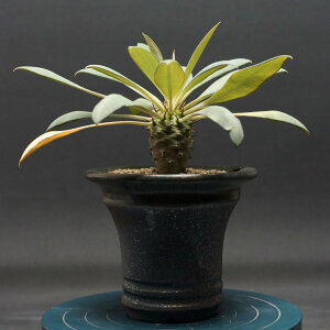 "Euphorbia pachypodioides" [tHrA pL|fBICfX Ǘ2285 ς Ɣ codex R[fbNX A 򍪐A [tHrA 