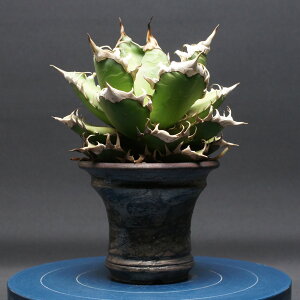 �A�K�x �`�^�m�^ �y���b�h�L���b�g�E�B�[�Y���z Agave titanota �Ǘ�2597 �ϗt�A�� ���� ���蕨 �v���[���g �C���e���A ������� �R�[�f�b�N�X coudex �����A�� �򍪐A�� ���픫 �A�K�x ���b�h�L��