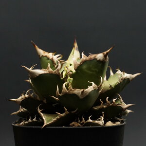 "Agave titanota" AKx `^m^ybhLbgEB[Yz Ǘ1851 ς Ɣ codex R[fbNX A 򍪐A AKx ˂ SlR