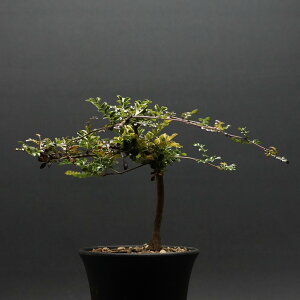 "Operculicarya decaryi" オペルクリカリア デカリー 管理2287 観葉植物 室内 贈り物 プレゼント インテリア おしゃれ コーデックス 多肉植物 塊根植物 国内実生株 オペルクリカリア