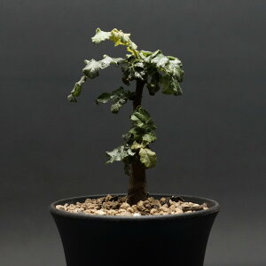 "Boswellia sacra" {XEFA TN Ǘ2288 ϗtA  蕨 v[g CeA  R[fbNX A 򍪐A  {XEFA