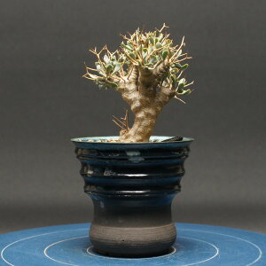 �I�g���i ���[�t�H���r�I�C�f�X Othonna euphorbioides �Ǘ�2600 �ϗt�A�� ���� ���蕨 �v���[���g �C���e���A ������� �R�[�f�b�N�X coudex �����A�� �򍪐A�� ���픫 �I�g���i