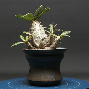 塊根植物 グラキリス」の人気商品一覧 | 安い商品を通販サイトから探す 