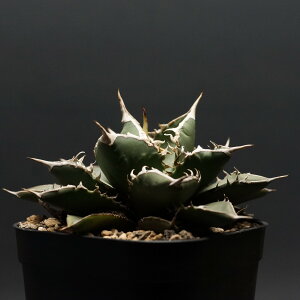 "agave titanota" AKx `^m^yCz Ǘ2295 ϗtA  蕨 v[g CeA  R[fbNX A 򍪐A `^m^ C