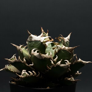 "agave titanota" アガベ チタノタ 【レッドキャットウィーズル】 管理2296 観葉植物 室内 贈り物 プレゼント インテリア おしゃれ コーデックス 多肉植物 塊根植物 チタノタ