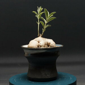 "Raphionacme galpinii" ラフィオナクメ ガルピニー 管理2299 観葉植物 室内 贈り物 プレゼント インテリア おしゃれ コーデックス 多肉植物 塊根植物 ラフィオナクメ