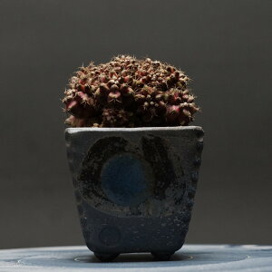 "Gymnocalycium" MmJLE yT-REXz Ǘ2196 ς Ɣ codex R[fbNX A T{e JN^X MmJLE