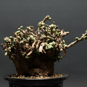 "Ceraria pygmaea" PA sO}GA Ǘ1888 ς Ɣ codex R[fbNX A 򍪐A ~^򍪐A PAsO}GA