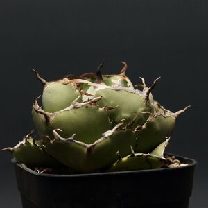 "Agave titanota" AKx `^m^yWK[m[gz Ǘ2306 ϗtA  蕨 v[g CeA  R[fbNX A 򍪐A `^m^WK[m[g