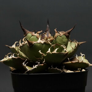 "Agave titanota" AKx `^m^yV[U[z Ǘ1898 ς Ɣ codex R[fbNX A 򍪐A AKx`^m^ V[U[
