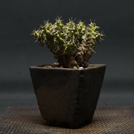 "Euphorbia mitriformis" ユーフォルビア ミトリフォルミス 管理1909 発根済み 鉢ごと発送 codex コーデックス 多肉植物 塊根植物 ユーフォルビア