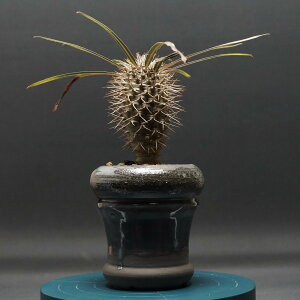 "Pachypodium geayi" pL|fBE QAC[ Ǘ2319 ϗtA  蕨 v[g CeA  R[fbNX coudex A 򍪐A pL|fBE