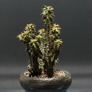 "Euphorbia knobelii" ユーフォルビア ノベリー【閃光閣】 管理2320 観葉植物 室内 贈り物 プレゼント インテリア おしゃれ コーデックス coudex 多肉植物 塊根植物 ユーフォルビア 閃光閣