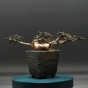 "Euphorbia cylindrifolia" ユーフォルビア キリンドリフォリア 管理2321 観葉植物 室内 贈り物 プレゼント インテリア おしゃれ コーデックス coudex 多肉植物 塊根植物 ユーフォルビア