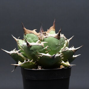 �A�K�x �`�^�m�^�y���C���z Agave titanota �Ǘ�2629 �ϗt�A�� ���� ���蕨 �v���[���g �C���e���A ������� �R�[�f�b�N�X coudex �����A�� �A�K�x�`�^�m�^