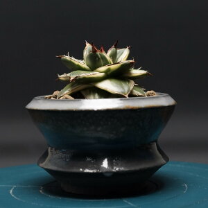 "Agave filifera 'Pinky'" AKx ysL[z Ǘ2333 ϗtA  蕨 v[g CeA  R[fbNX coudex A 򍪐A AKxsL[