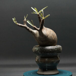 "Pachypodium Gracilius" pL|fBE OLX Ǘ2336 ϗtA  蕨 v[g CeA  R[fbNX coudex A 򍪐A pL|fBEOLX