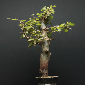 "Commiphora holtziana" R~tH zgWAi Ǘ2337 ϗtA  蕨 v[g CeA  R[fbNX coudex A 򍪐A  R~tH