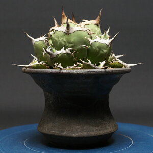 �A�K�x �`�^�m�^�y����m�z agave titanota �Ǘ�2642 �ϗt�A�� ���� ���蕨 �v���[���g �C���e���A ������� �R�[�f�b�N�X coudex �����A�� ���픫 �A�K�x�`�^�m�^