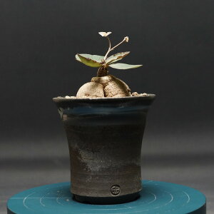 "Euphorbia moratii" [tHrA eB[ Ǘ2339 ϗtA  蕨 v[g CeA  R[fbNX coudex A 򍪐A [tHrA