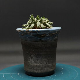 "Euphorbia pugniformis" ユーフォルビア プグニフォルミス 管理2340 観葉植物 室内 贈り物 プレゼント インテリア おしゃれ コーデックス coudex 多肉植物 塊根植物 ユーフォルビア