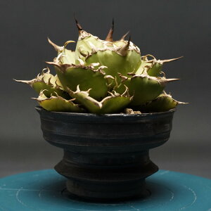 "Agave titanota" AKx `^m^ yVAz Ǘ2354 ϗtA  蕨 v[g CeA  R[fbNX coudex A 򍪐A AKx`^m^VA