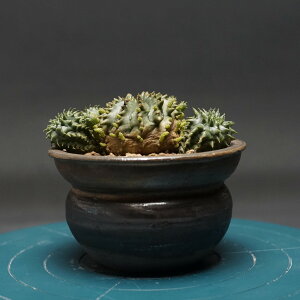 "Euphorbia meloformis" ユーフォルビア メロフォルミス 管理2358 観葉植物 室内 贈り物 プレゼント インテリア おしゃれ コーデックス coudex 多肉植物 塊根植物 ユーフォルビア