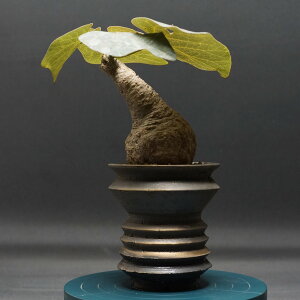 "Adenia stylosa" アデニア ステイローサ 管理2363 観葉植物 室内 贈り物 プレゼント インテリア おしゃれ コーデックス coudex 多肉植物 塊根植物 アデニア