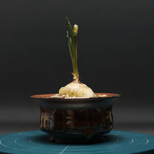 "Albuca brucebayeri" AuJ u[XoCG Ǘ2364 ϗtA  蕨 v[g CeA  R[fbNX coudex A 򍪐A AuJ