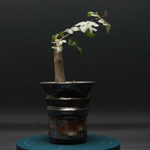 "Bursera fagaroides" uZ tBKCfX Ǘ2366 ϗtA  蕨 v[g CeA  R[fbNX coudex A 򍪐A  uZ