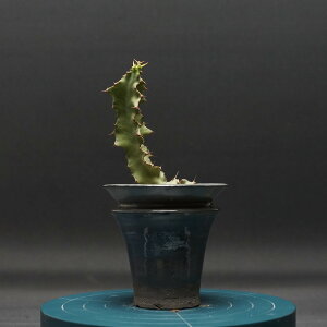 "Euphorbia graniticola" [tHrA OjeBR Ǘ2368 ϗtA  蕨 v[g CeA  R[fbNX coudex A 򍪐A [tHrA