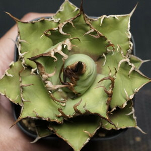 "Agave titanota" AKx `^m^yV[U[z Ǘ1981 ς Ɣ codex R[fbNX A 򍪐A AKx`^m^ V[U[