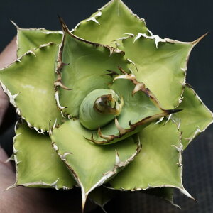 "Agave titanota" AKx `^m^ yVAz Ǘ1982 ς Ɣ codex R[fbNX A 򍪐A AKx`^m^ VA