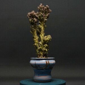 "Cereus" ZEX yqz Ǘ2369 ϗtA  蕨 v[g CeA  R[fbNX coudex A 򍪐A T{e q