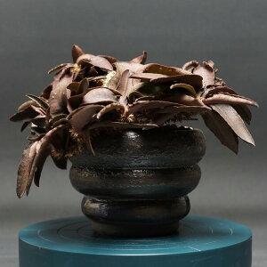 "Euphorbia francoisii" ユーフォルビア フランコイシー 管理2370 観葉植物 室内 贈り物 プレゼント インテリア おしゃれ コーデックス coudex 多肉植物 塊根植物 ユーフォルビア