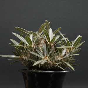 "Pachypodium Gracilius" pL|fBE OLX Ǘ1986 ς Ɣ codex R[fbNX A 򍪐A pL|fBE 