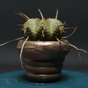 "Euphorbia valida" [tHrA o_ Ǘ2373 ϗtA  蕨 v[g CeA  R[fbNX coudex A 򍪐A [tHrA