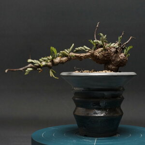 "Senna meridionalis" Zi fBIiX Ǘ2374 ϗtA  蕨 v[g CeA  R[fbNX coudex A 򍪐A  ZifBIiX