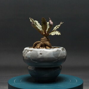 "Euphorbia fish bone" ユーフォルビア フィッシュスケール 管理2376 観葉植物 室内 贈り物 プレゼント インテリア おしゃれ コーデックス coudex 多肉植物 塊根植物 国内実生株 ユーフォルビア