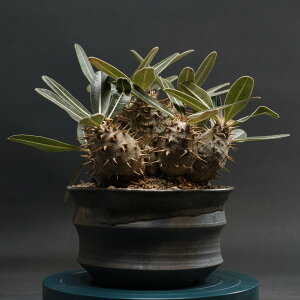 "Pachypodium Gracilius" pL|fBE OLX Ǘ2377 ϗtA  蕨 v[g CeA  R[fbNX coudex A 򍪐A  OLX