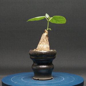 �}�e���A �V�N���t�B�� Matelea cyclophylla �Ǘ�2670 �ϗt�A�� ���� ���蕨 �v���[���g �C���e���A ������� �R�[�f�b�N�X coudex �����A�� �򍪐A�� �}�e���A�V�N���t�B�� ���픫