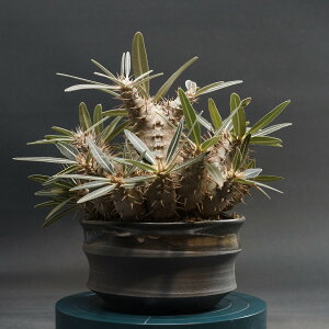 "Pachypodium Gracilius" pL|fBE OLX Ǘ2378 ϗtA  蕨 v[g CeA  R[fbNX coudex A 򍪐A  OLX