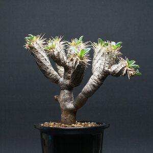 ���[�t�H���r�A �M���E�~�j�A�i Euphorbia guillauminiana �Ǘ�2671 �ϗt�A�� ���� ���蕨 �v���[���g �C���e���A ������� �R�[�f�b�N�X coudex �����A�� �򍪐A�� ���[�t�H���r�A