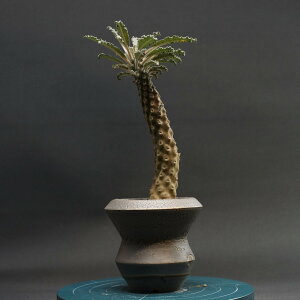 "Dorstenia lavrani" hXejA uj[ Ǘ2379 ϗtA  蕨 v[g CeA  R[fbNX coudex A 򍪐A hXejA