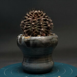 "Gymnocalycium" MmJLE yT-REXz Ǘ2383 ϗtA  蕨 v[g CeA  R[fbNX coudex A 򍪐A TREX MmJLE