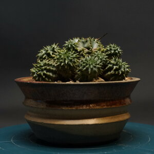 "Euphorbia meloformis" ユーフォルビア メロフォルミス 管理2384 観葉植物 室内 贈り物 プレゼント インテリア おしゃれ コーデックス coudex 多肉植物 塊根植物 ユーフォルビア