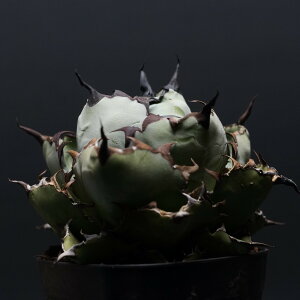 "Agave titanota" アガベ チタノタ【ブラック&ブルー】 管理2392 観葉植物 室内 贈り物 プレゼント インテリア おしゃれ コーデックス coudex 多肉植物 塊根植物 アガベ ブラック&ブルー