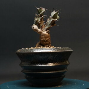 "Euphorbia tortirama" ユーフォルビア トルチラマ 管理2393 観葉植物 室内 贈り物 プレゼント インテリア おしゃれ コーデックス coudex 多肉植物 塊根植物 ユーフォルビアトルチラマ