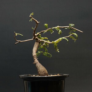 "Operculicarya pachypus" IyNJA pLvX Ǘ2394 ϗtA  蕨 v[g CeA  R[fbNX coudex A 򍪐A  IyNJApLvX