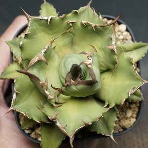 "Agave titanota" AKx `^m^yNo.1z Ǘ2016 ς Ɣ codex R[fbNX A 򍪐A AKx `^m^ No1